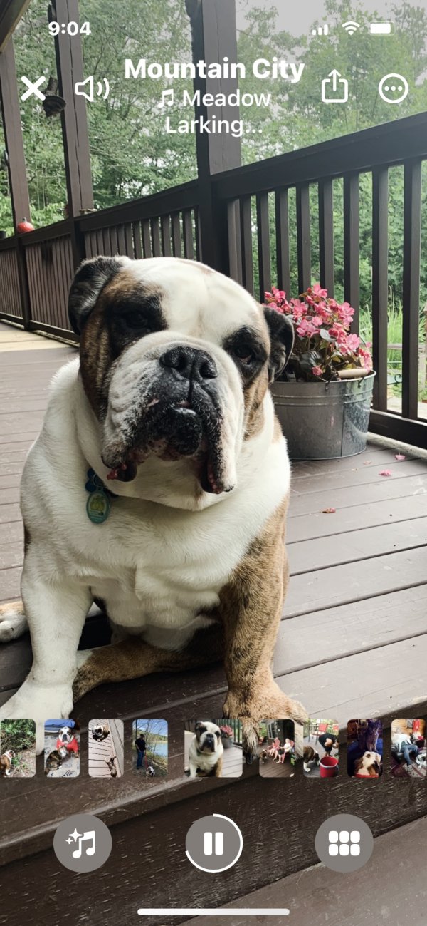 Lost store english bulldog