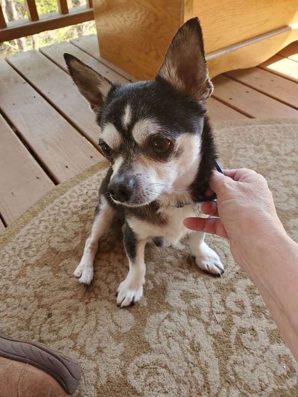 Found Chihuahua in North Carolina