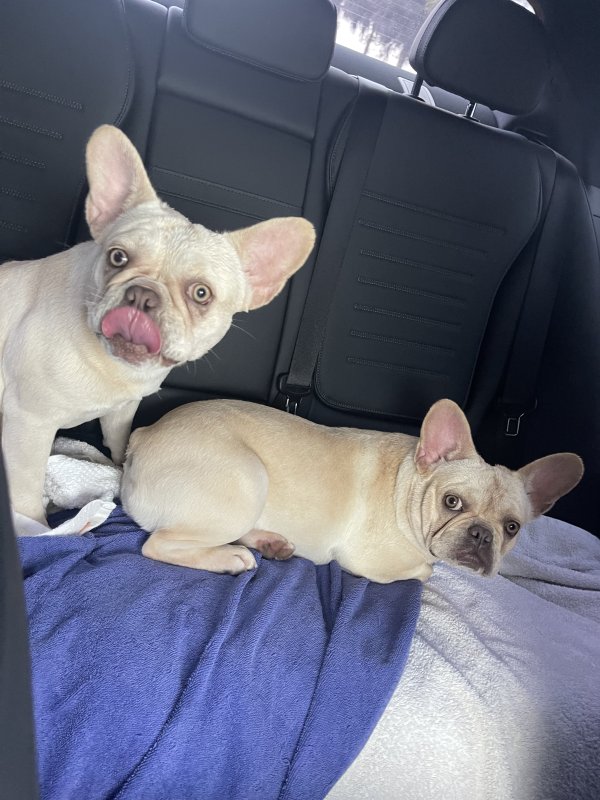 Safe French Bulldog in Pembroke Pines, FL