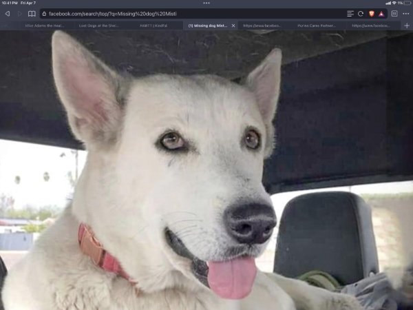 Stolen German Shepherd Dog in Quartzsite, AZ