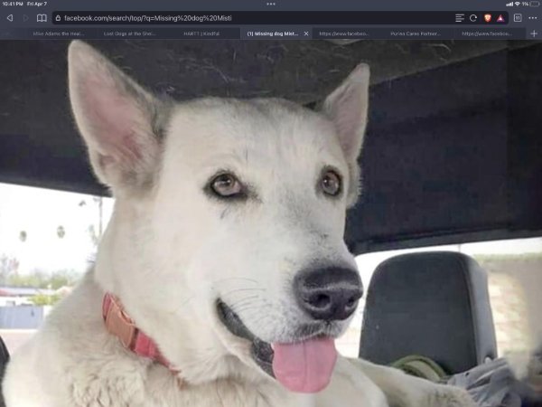 Lost German Shepherd Dog 