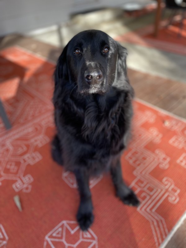 Safe Labrador Retriever in Leawood, KS