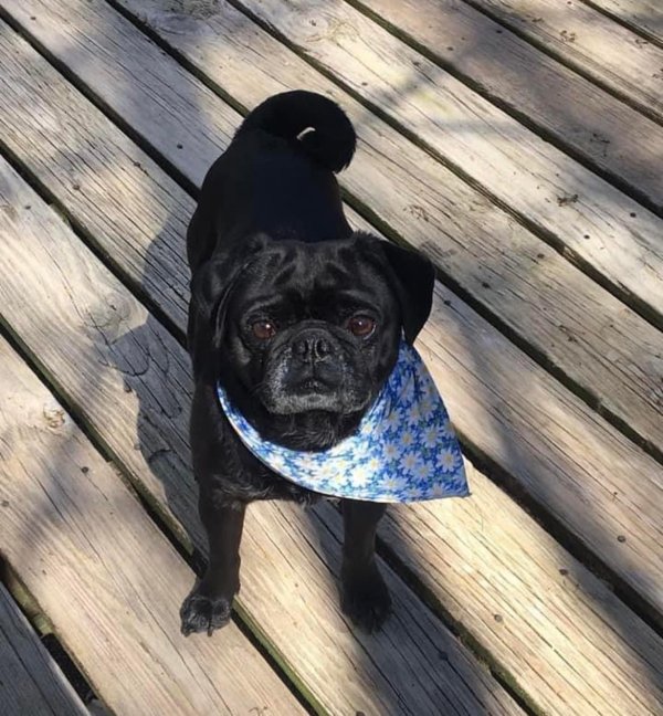 Lost Pug in Pennsylvania