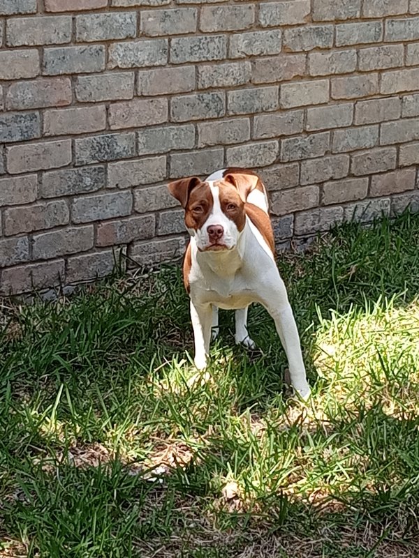 Lost Pit Bull in Houston, Texas