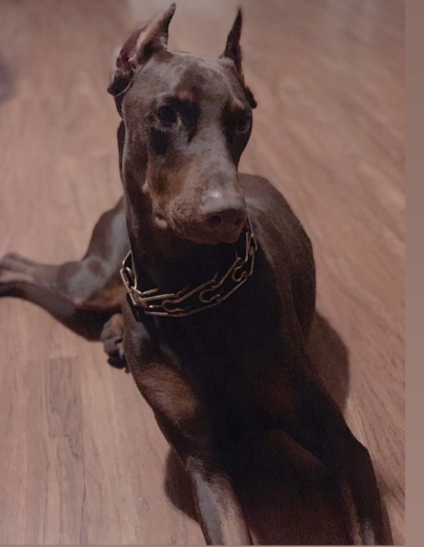 Safe Doberman Pinscher in Chicago, IL