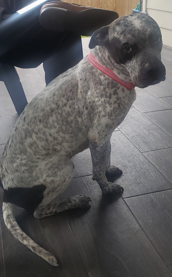Safe Catahoula Leopard in Spring, TX