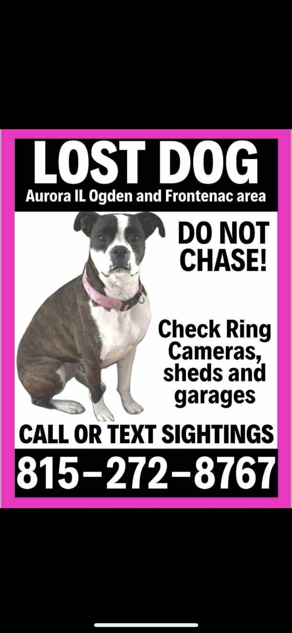 Lost Boxer 