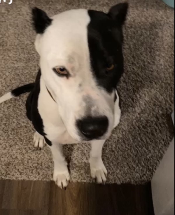 Safe Great Dane in Houston, TX