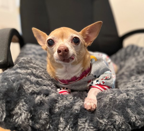 Lost Chihuahua in Washington
