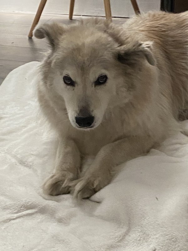 Found Dog in Concord, CA