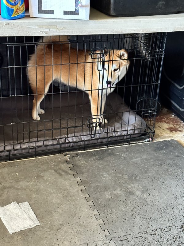 Shiba inu best sale animal shelter