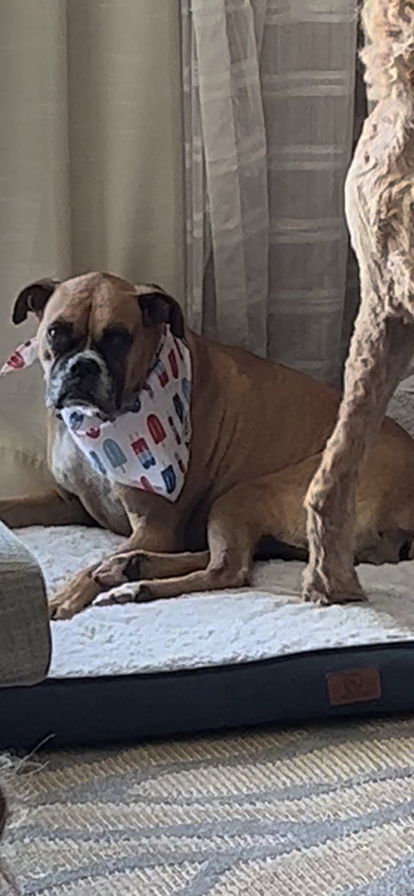 Safe Boxer in Claremont, CA