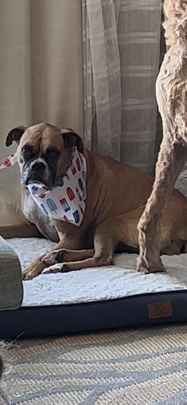 Lost Boxer in Claremont, CA