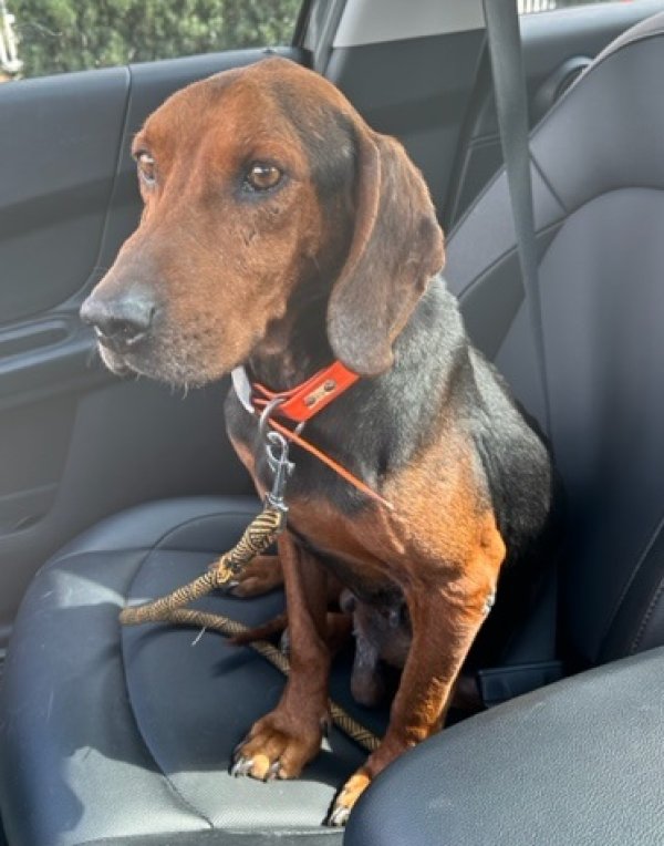 Safe Mutt in Saint Petersburg, FL