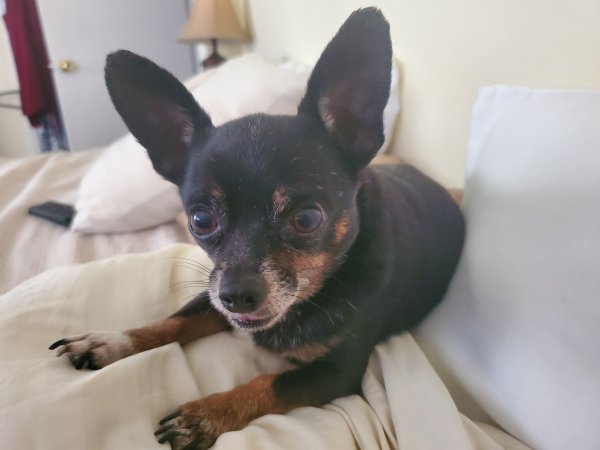 Found Chihuahua in Florida