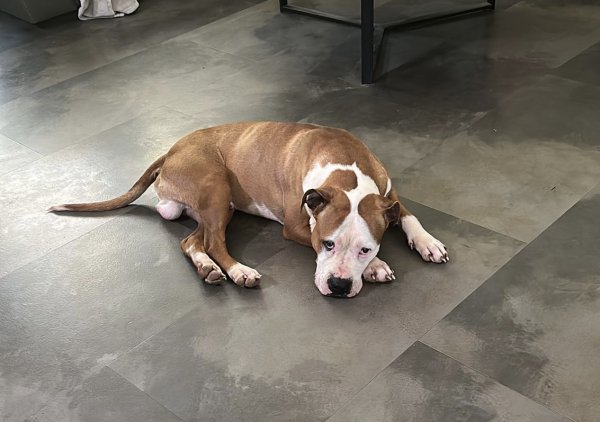 Safe Pit Bull in Charlotte, NC