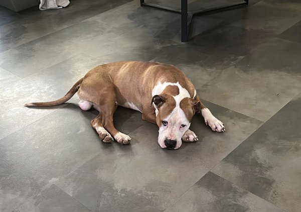 Found Pit Bull in Charlotte, NC
