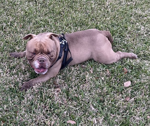Safe Dog in Houston, TX