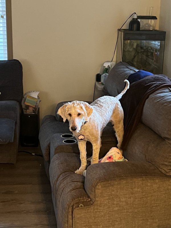 Safe Labrador Retriever in Lynnwood, WA