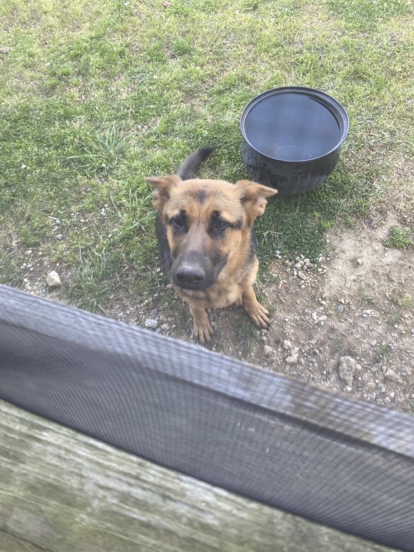 Found German Shepherd Dog in North Carolina