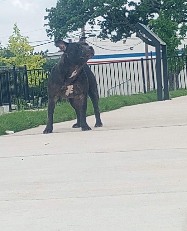 Safe Pit Bull in San Antonio, TX