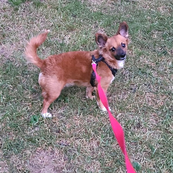 Safe Chihuahua in Newburgh, IN