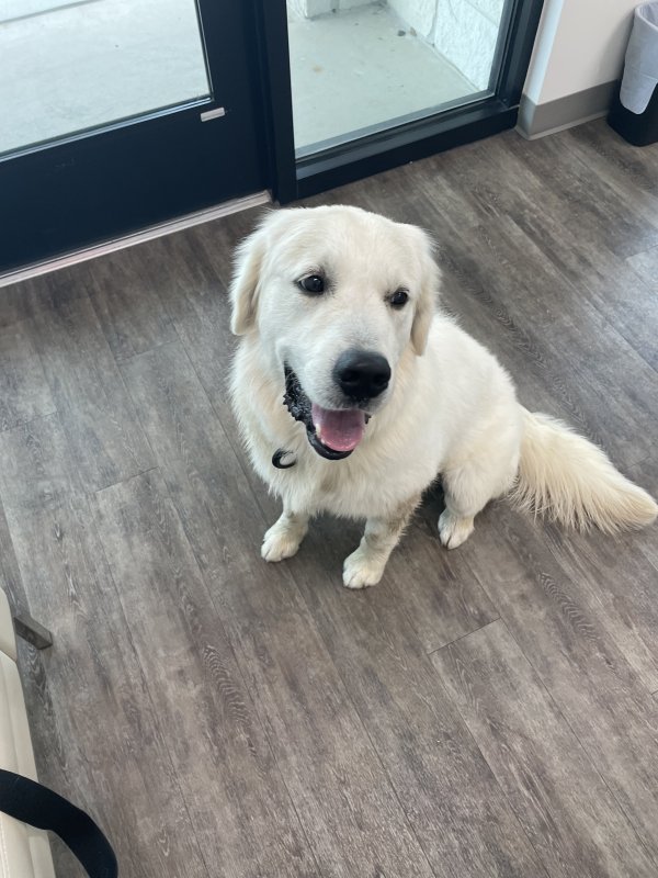 Found Labrador Retriever in Georgetown, Texas