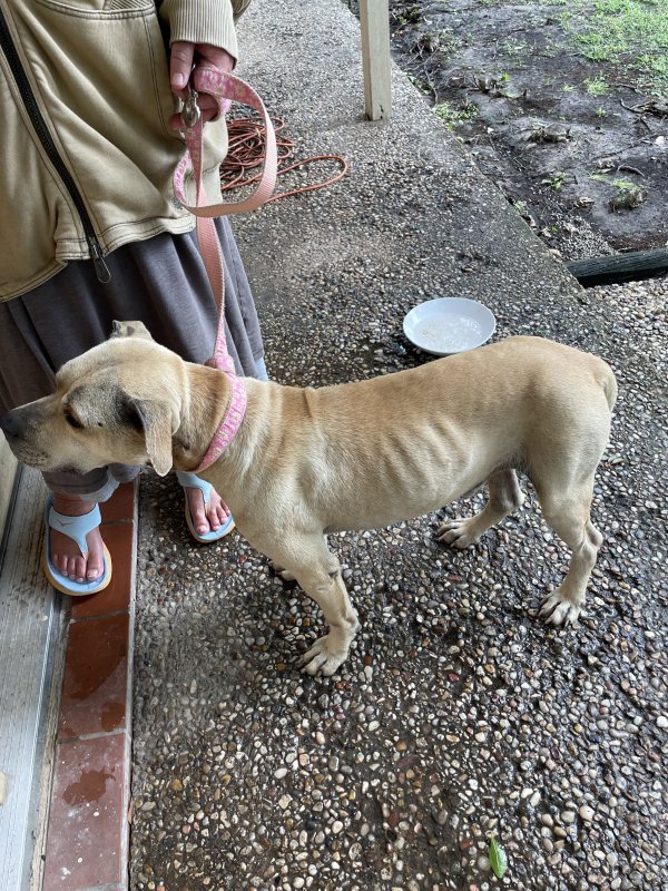 Safe Mutt in Houston, TX