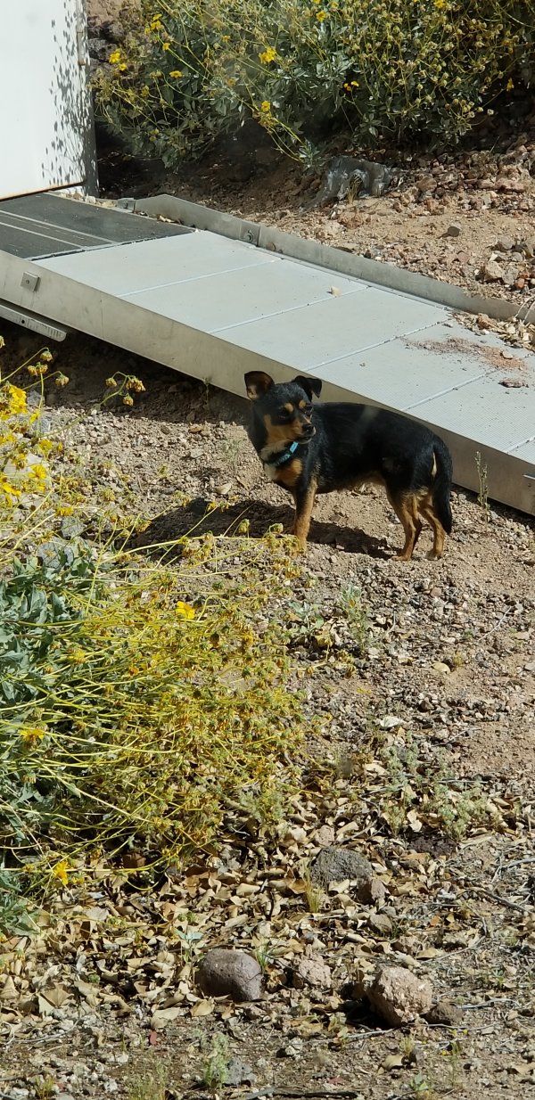 Found Chihuahua in Phoenix, Arizona