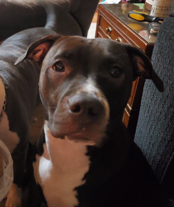 Safe American Staffordshire Terrier in Everett, WA