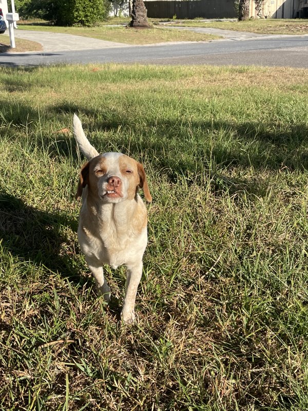 Found Dog in New Port Richey, FL