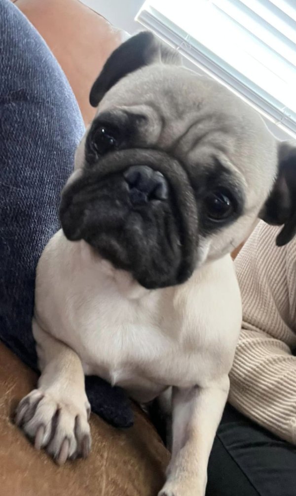 Safe Pug in West Jordan, UT