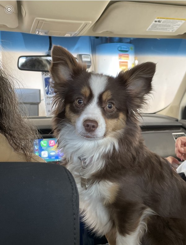 Safe Australian Shepherd in Eagle Mountain, UT