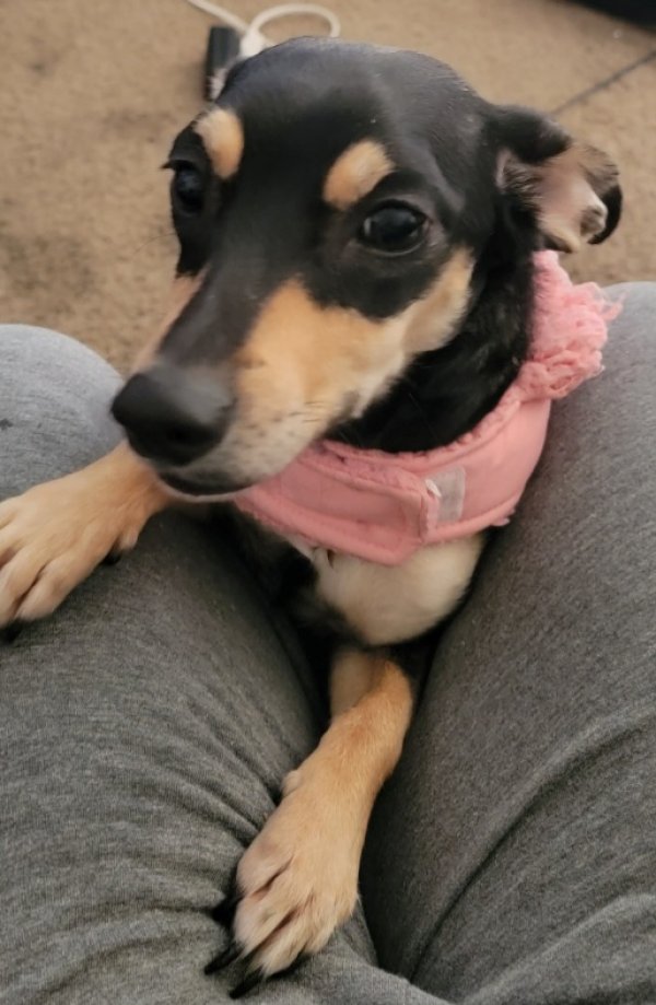 Lost Chihuahua in Maryland
