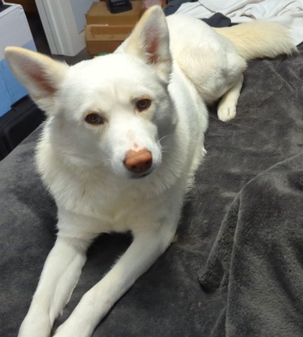 Safe Siberian Husky in Gardena, CA