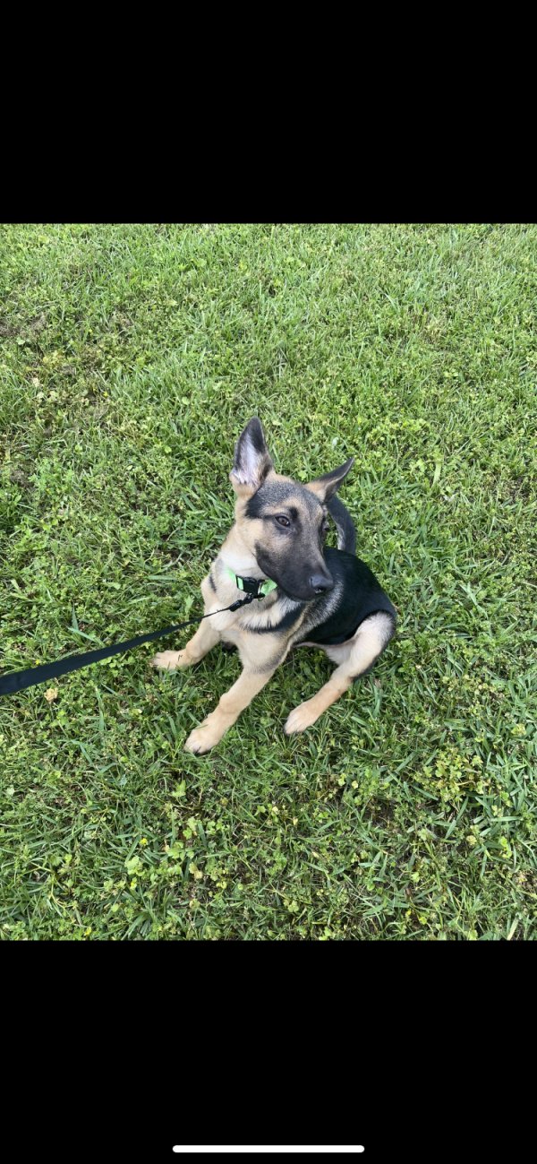 Safe German Shepherd Dog in Houston, TX