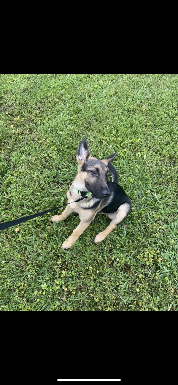 Lost German Shepherd Dog in Houston, Texas