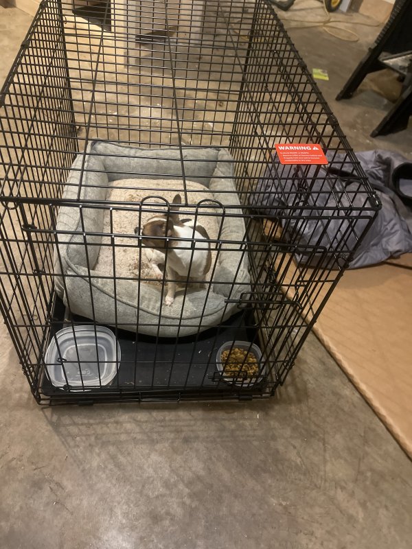 Safe Chihuahua in Fort Worth, TX
