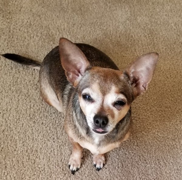 Lost Chihuahua in Glendale, AZ