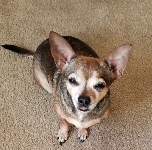 Lost Chihuahua 