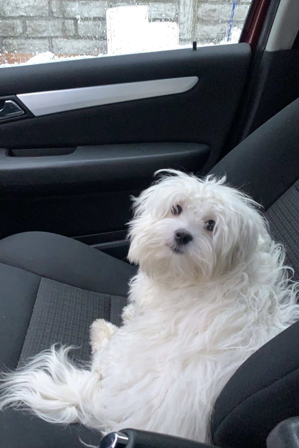 Safe Maltese in North Versailles, PA