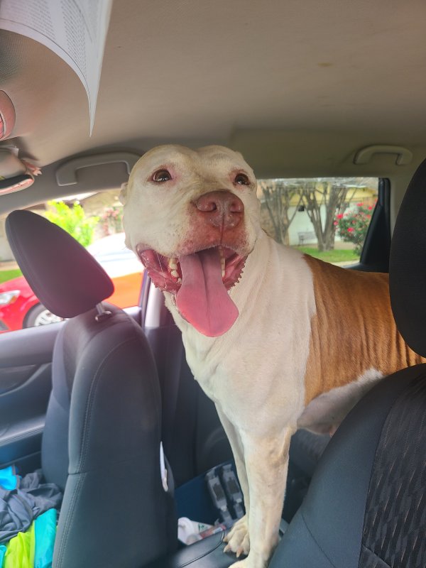 Safe Pit Bull in Arlington, TX
