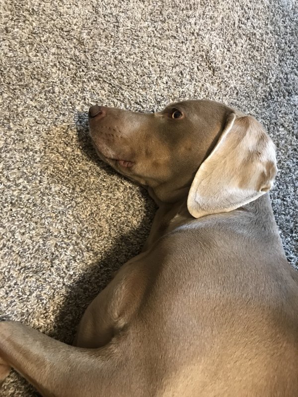 Safe Weimaraner in Cleveland, TN