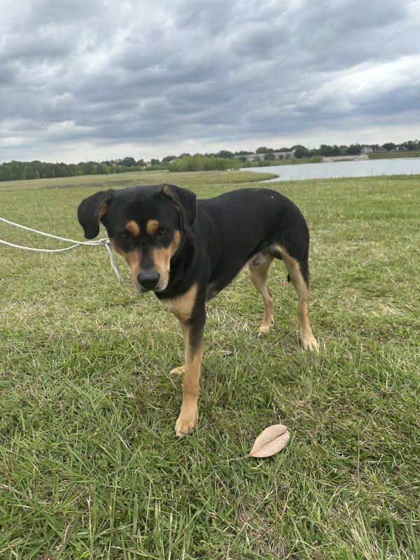 Found Rottweiler in Texas