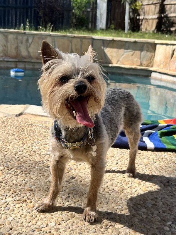 Safe Yorkshire Terrier in San Antonio, TX