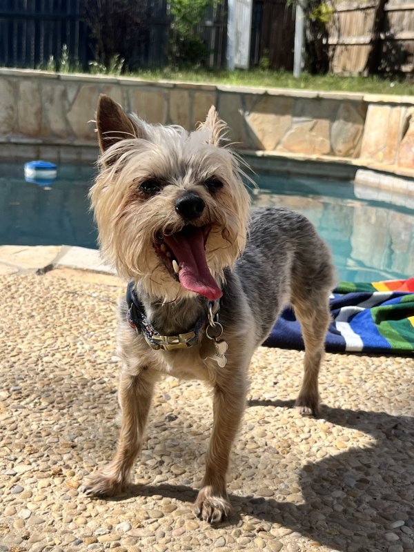 Safe Yorkshire Terrier in San Antonio, TX