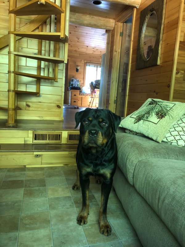 Safe Rottweiler in Chicago, IL