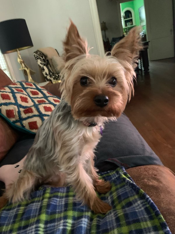 Safe Yorkshire Terrier in Dallas, TX