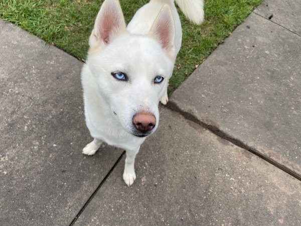 Safe Siberian Husky in Romayor, TX