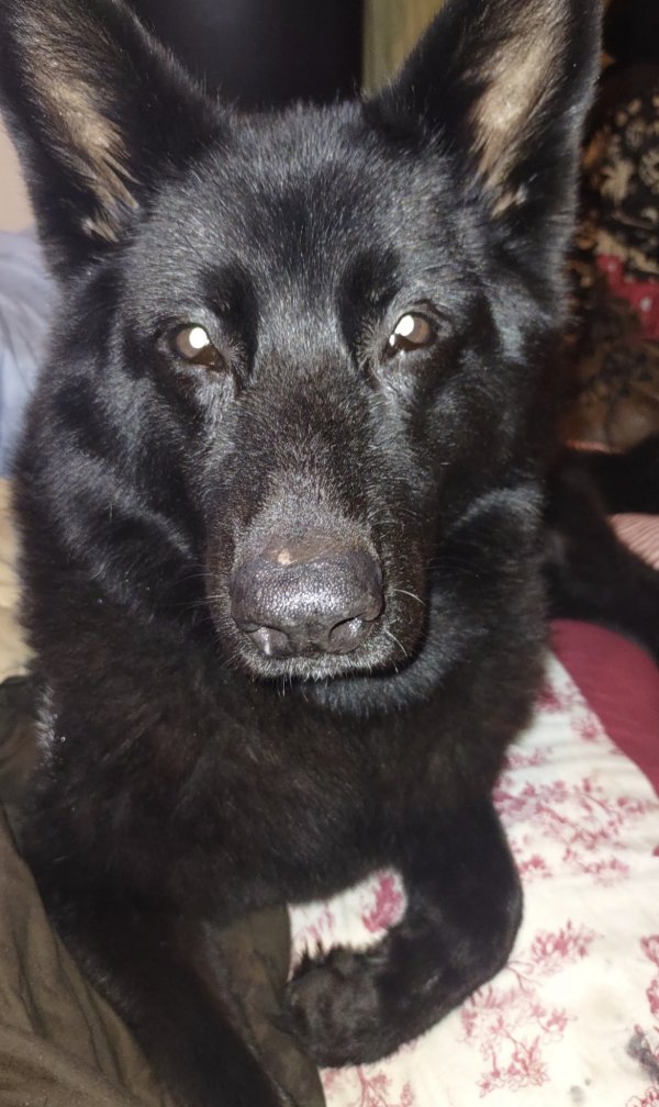 Lost German Shepherd Dog in Virginia